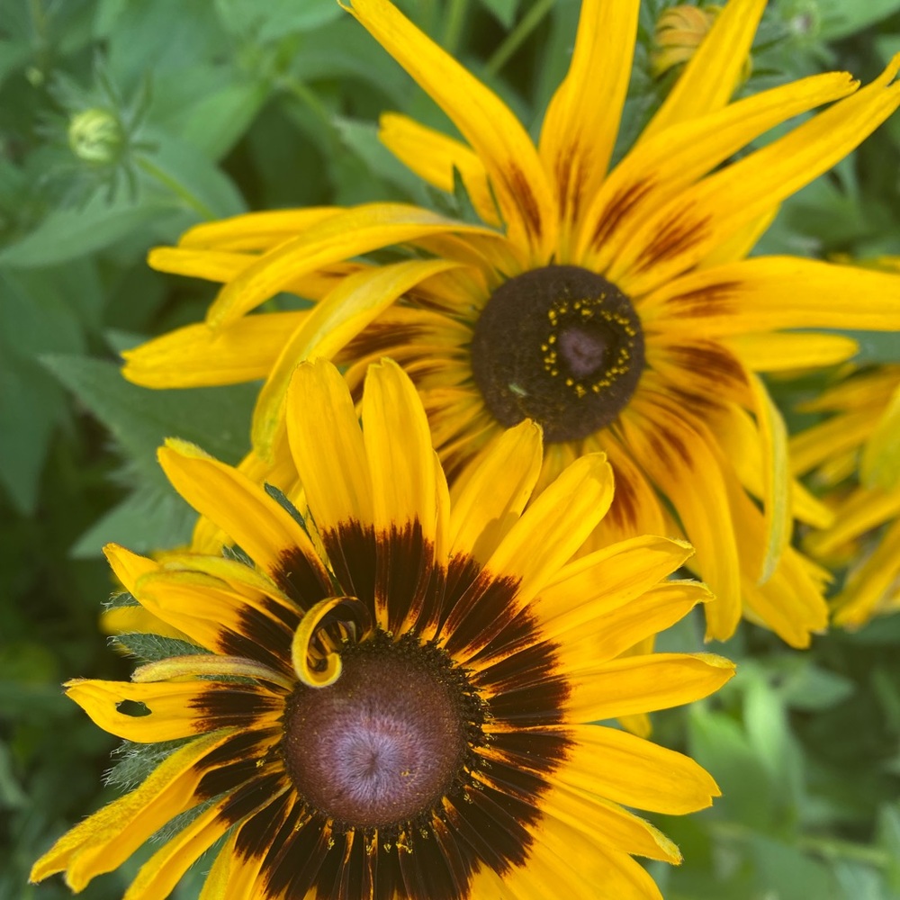 Meet your Posher, Valeria